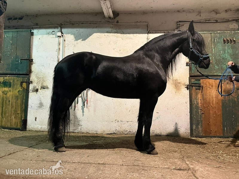 Yegua Friesian 162cm 2009 en busca de un hogar - EMPTY