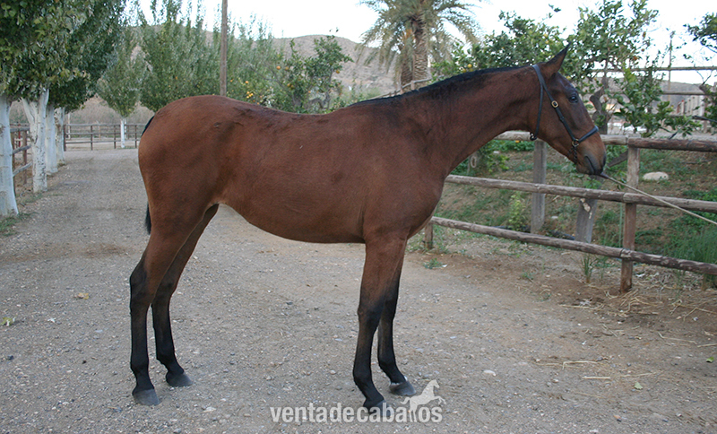 Venta de Potra PRE. Madrileña DM in 