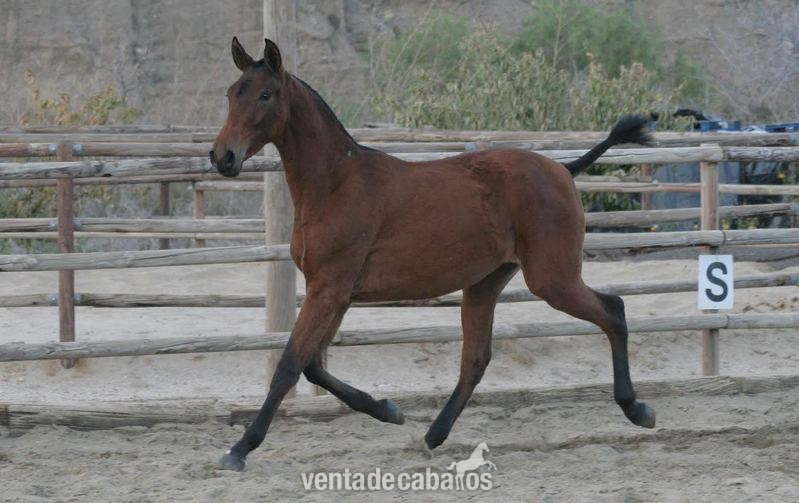 Pura Raza Española {TYPE}
