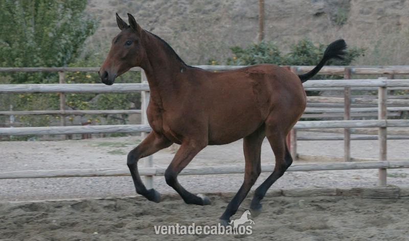 Caballos Pura Raza Española (P.R.E.) Pura Raza Española - Venta de Potra PRE. Madrileña DM