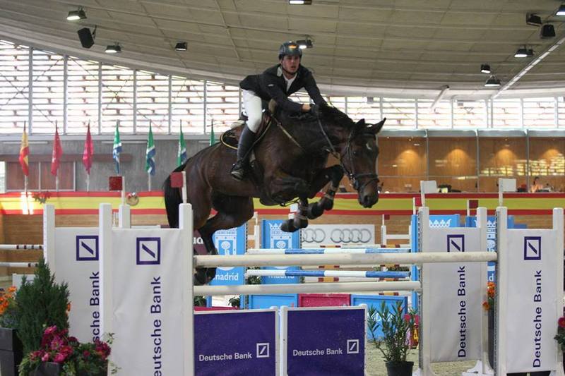 Yeguas Silla francés - Yegua silla francés de salto de obstáculos
