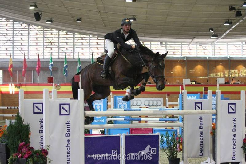 Yeguas Silla francés - Yegua silla francés de salto de obstáculos