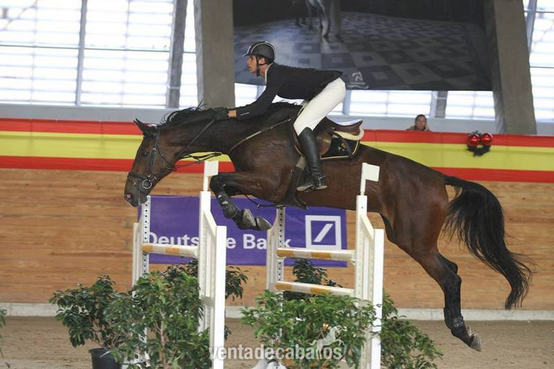 Yegua silla francés de salto de obstáculos - Yeguas Silla francés