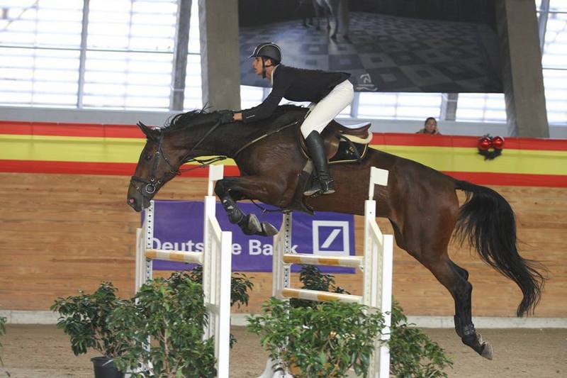 Yegua silla francés de salto de obstáculos - Yeguas Silla francés