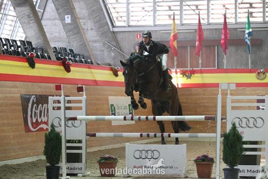 Yegua silla francés de salto de obstáculos - Silla francés