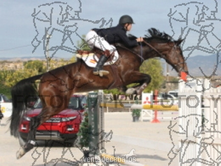 Yegua silla francés de salto de obstáculos in 