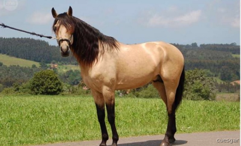 Pura sangre Lusitano in 