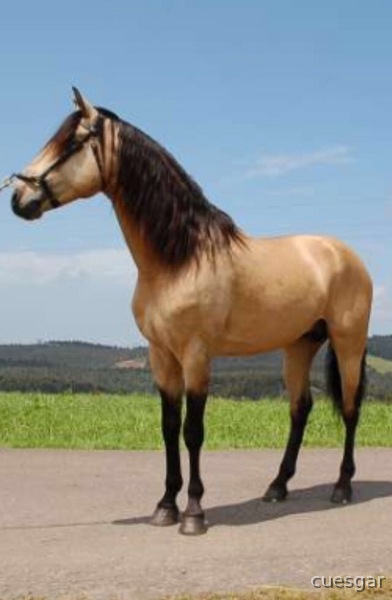 Lusitano