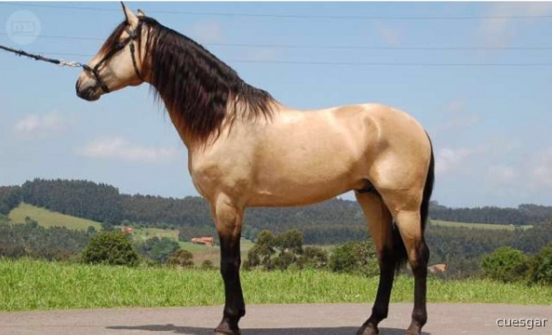 Lusitano {TYPE}