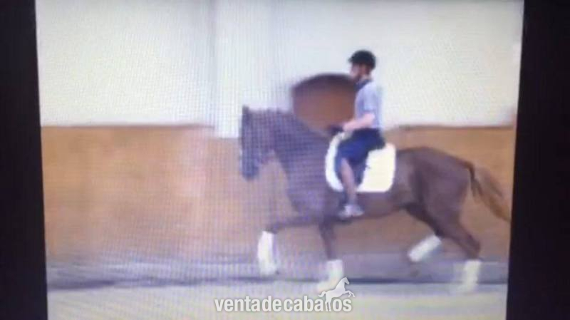  4 yo mare in 