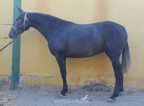 Caballos Pura Raza Española (P.R.E.) PRE  - Yegua PRE 4 años 