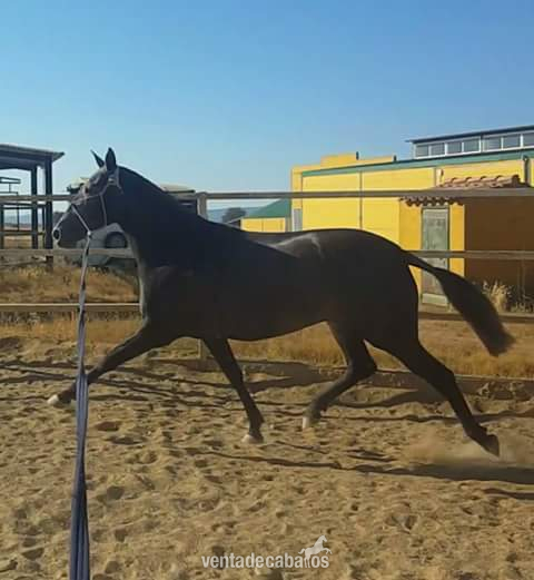 Yegua PRE 4 años  - Caballos Pura Raza Española (P.R.E.) PRE 