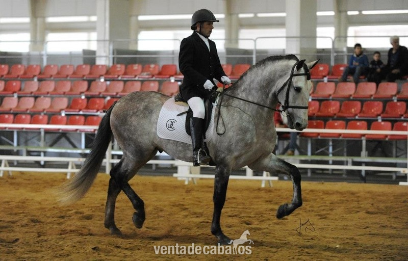 cubriones con Tabasco MAC, un caballo de hierro cardenas hijo de fuego (caballo olimpico) in 