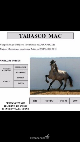 Caballos Pura Raza Española (P.R.E.) PRE - cubriones con Tabasco MAC, un caballo de hierro cardenas hijo de fuego (caballo olimpico)
