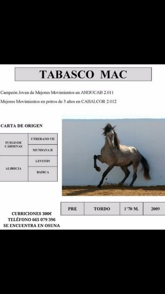 Caballos Pura Raza Española (P.R.E.) PRE - cubriones con Tabasco MAC, un caballo de hierro cardenas hijo de fuego (caballo olimpico)