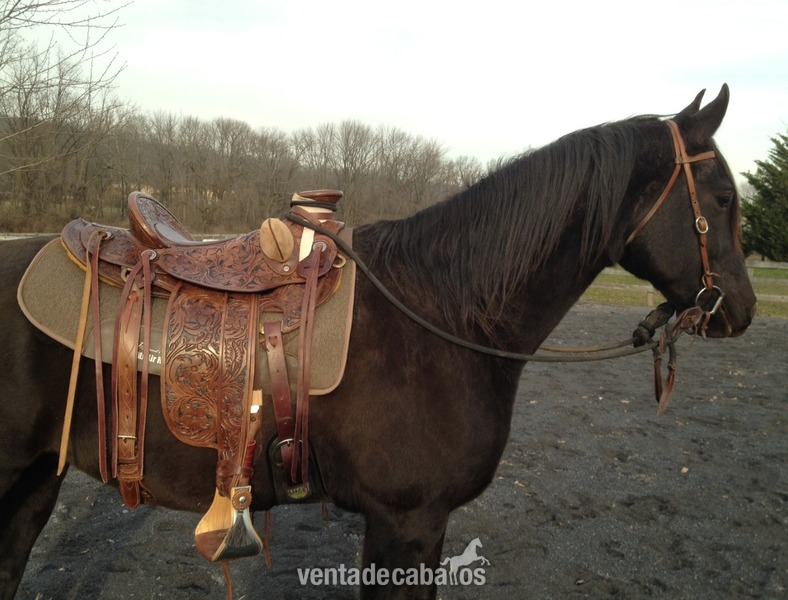 Selle Western Colorado D’Occasion – Taille 16 Pouces Avec Double Sangle