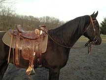 Montura Western Wade