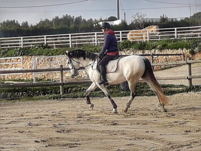 Caballos Pura Raza Española (P.R.E.) P.R.E. - Yegua torda PRE 