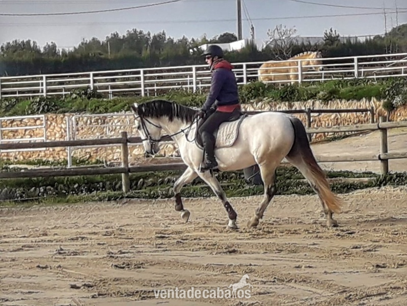 Caballos Pura Raza Española (P.R.E.) P.R.E. - Yegua torda PRE 