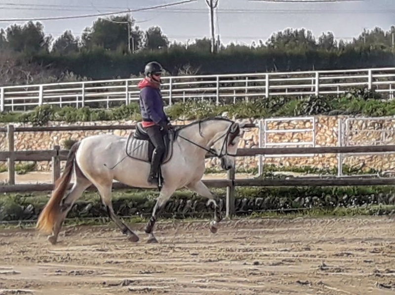 Yegua torda PRE  - Caballos Pura Raza Española (P.R.E.) P.R.E.