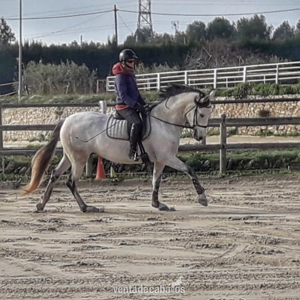 Yegua torda PRE  - P.R.E.