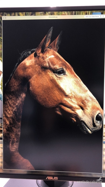 Fantastico caballo cruzado  in 