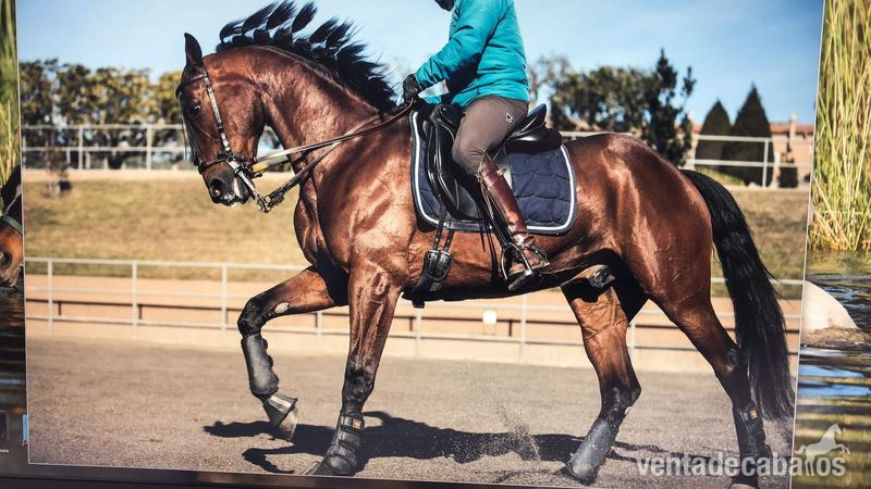 Caballos Capados Anglo Hispano - Fantastico caballo cruzado 