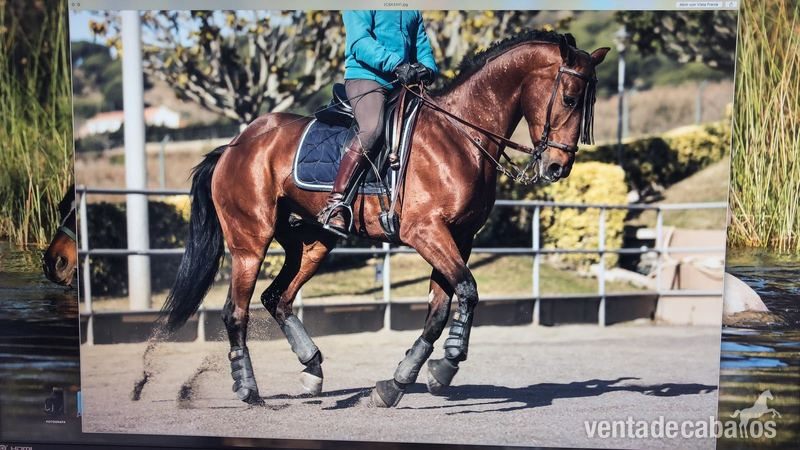 Fantastico caballo cruzado  - Caballos Capados Anglo Hispano