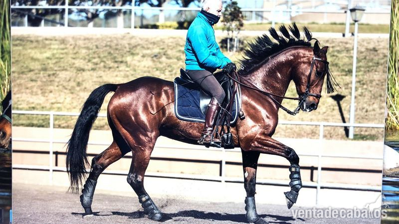 Fantastico caballo cruzado  - Anglo Hispano
