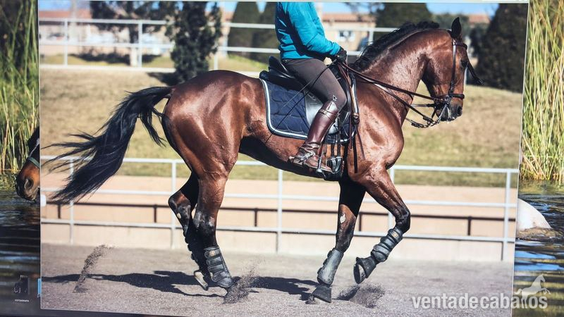 Fantastico caballo cruzado  - Caballos Capados