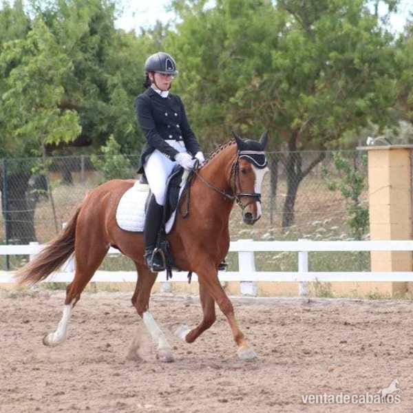 Vendo poni D doma clasica in 