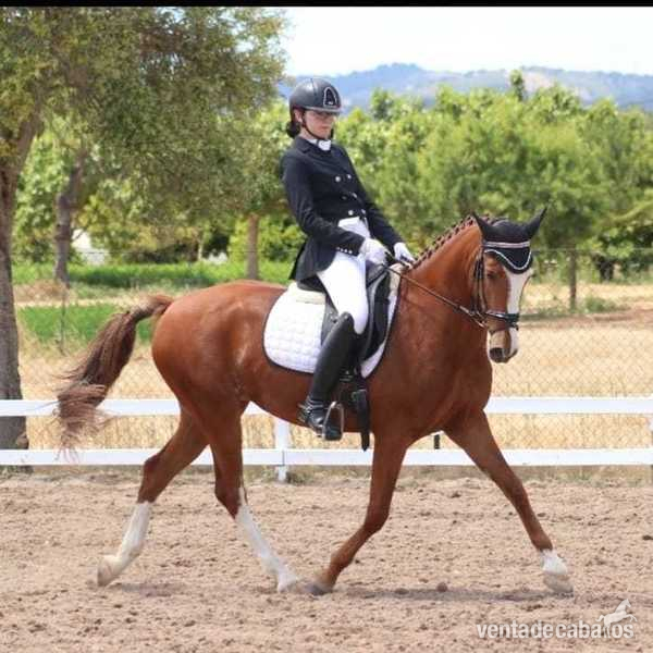 Cruzado {TYPE}