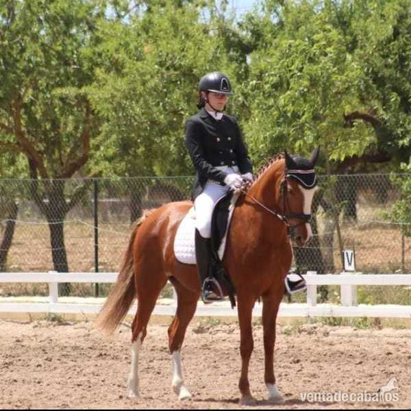 Ponis Pony Club Cruzado - Vendo poni D doma clasica