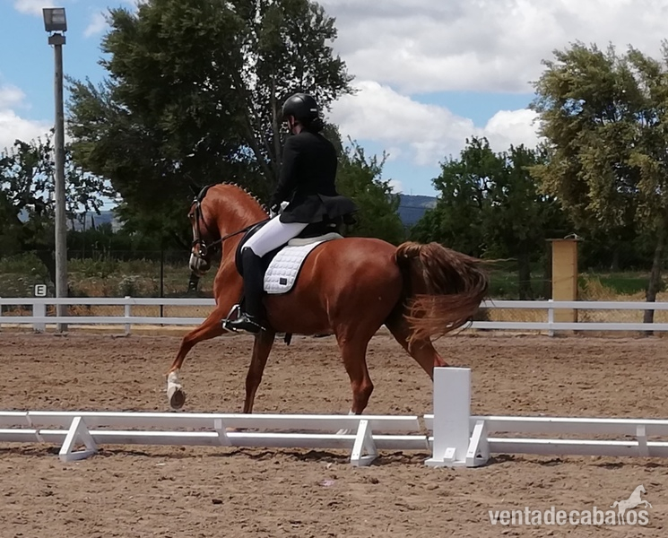 Vendo poni D doma clasica - Ponis Pony Club Cruzado