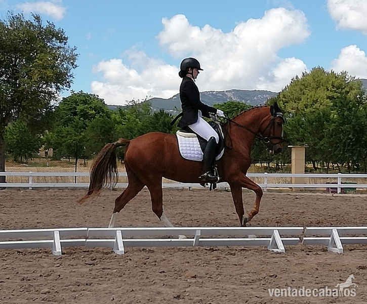 Vendo poni D doma clasica - Cruzado