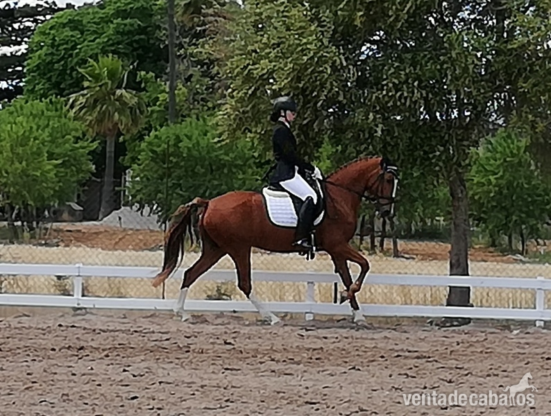 Vendo poni D doma clasica - Ponis Pony Club