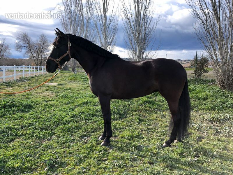 Yegua negra P.R.E. en venta in 