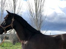 Yegua negra P.R.E. en venta