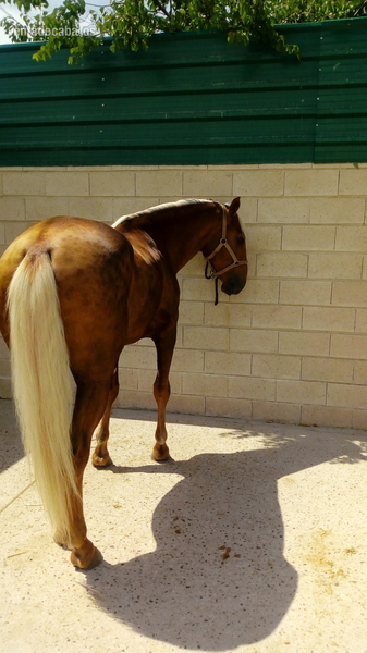 Potro Lusitano Perla in 