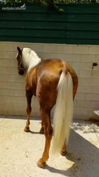 Lusitano