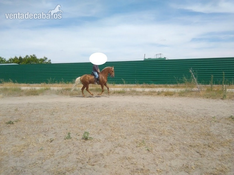 Lusitano {TYPE}