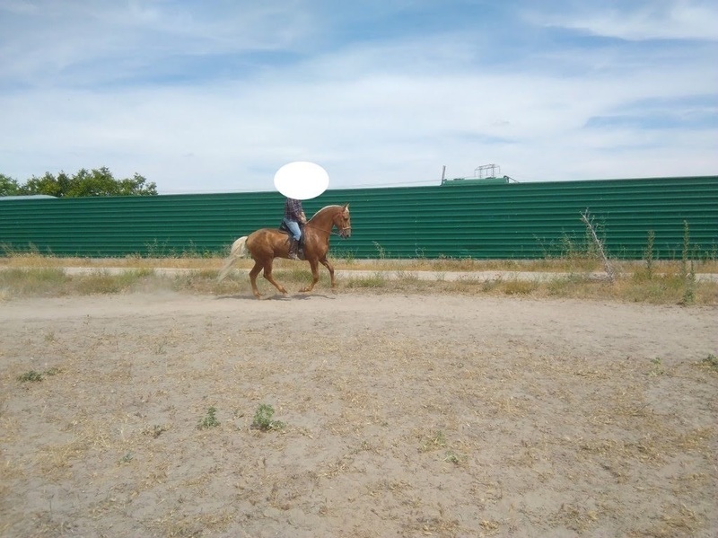 Lusitano {TYPE}