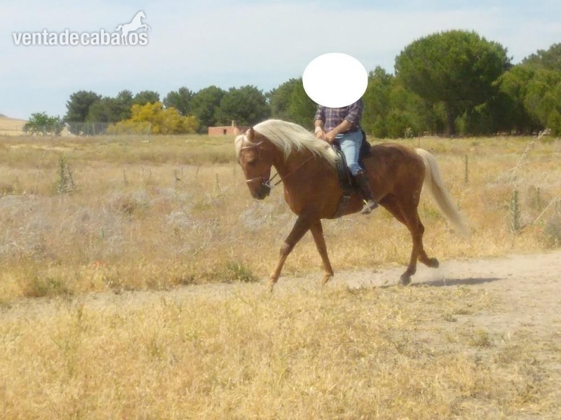 Caballos Enteros Lusitano - Potro Lusitano Perla