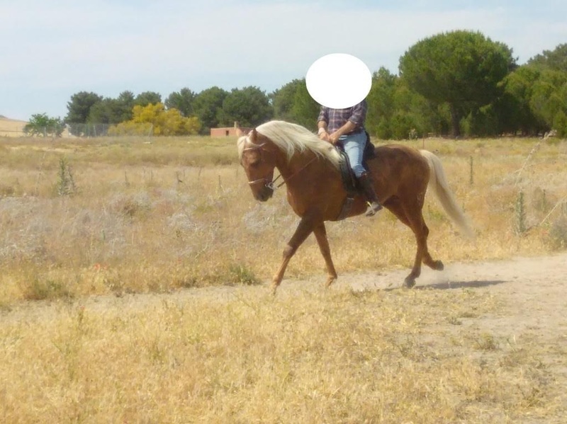 Caballos Enteros Lusitano - Potro Lusitano Perla