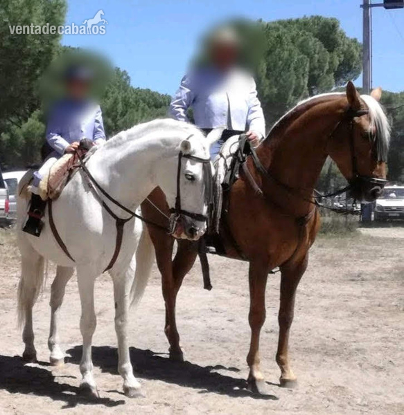Potro Lusitano Perla - Caballos Enteros Lusitano