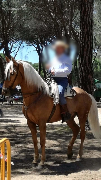 Potro Lusitano Perla - Lusitano