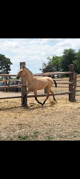 Se vende POTRO LUSITANO in 