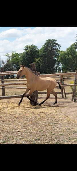 Lusitano