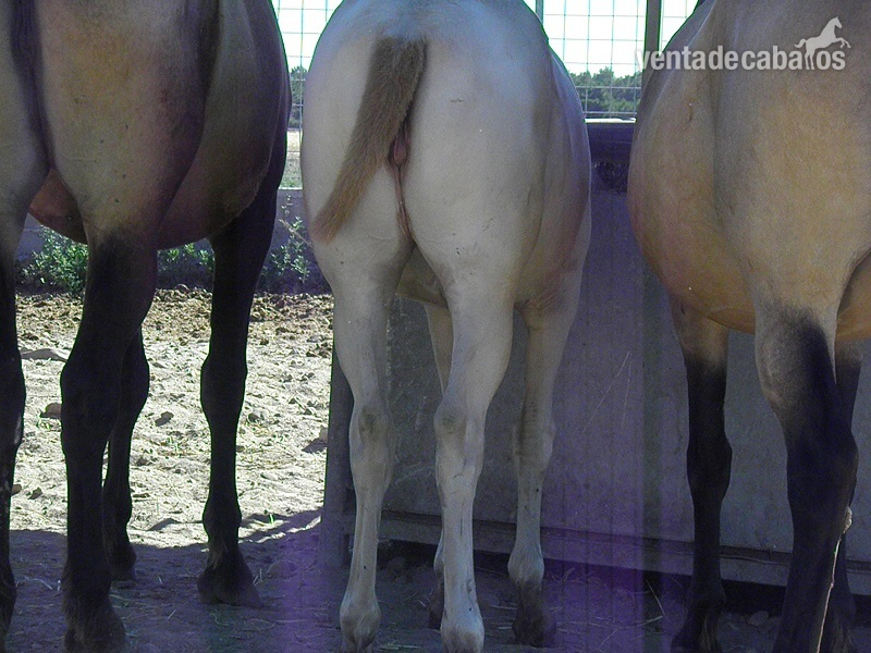 Pura Raza Española {TYPE}