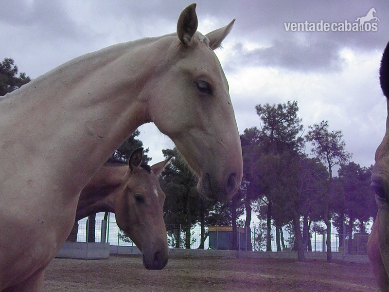 CAMADA 2013 PRE - Caballos Pura Raza Española (P.R.E.) Pura Raza Española